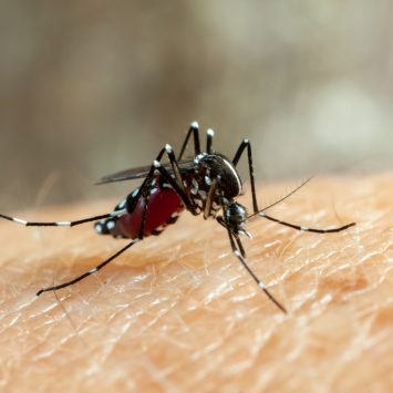 O Brasil está prestes a viver uma epidemia de Chikungunya